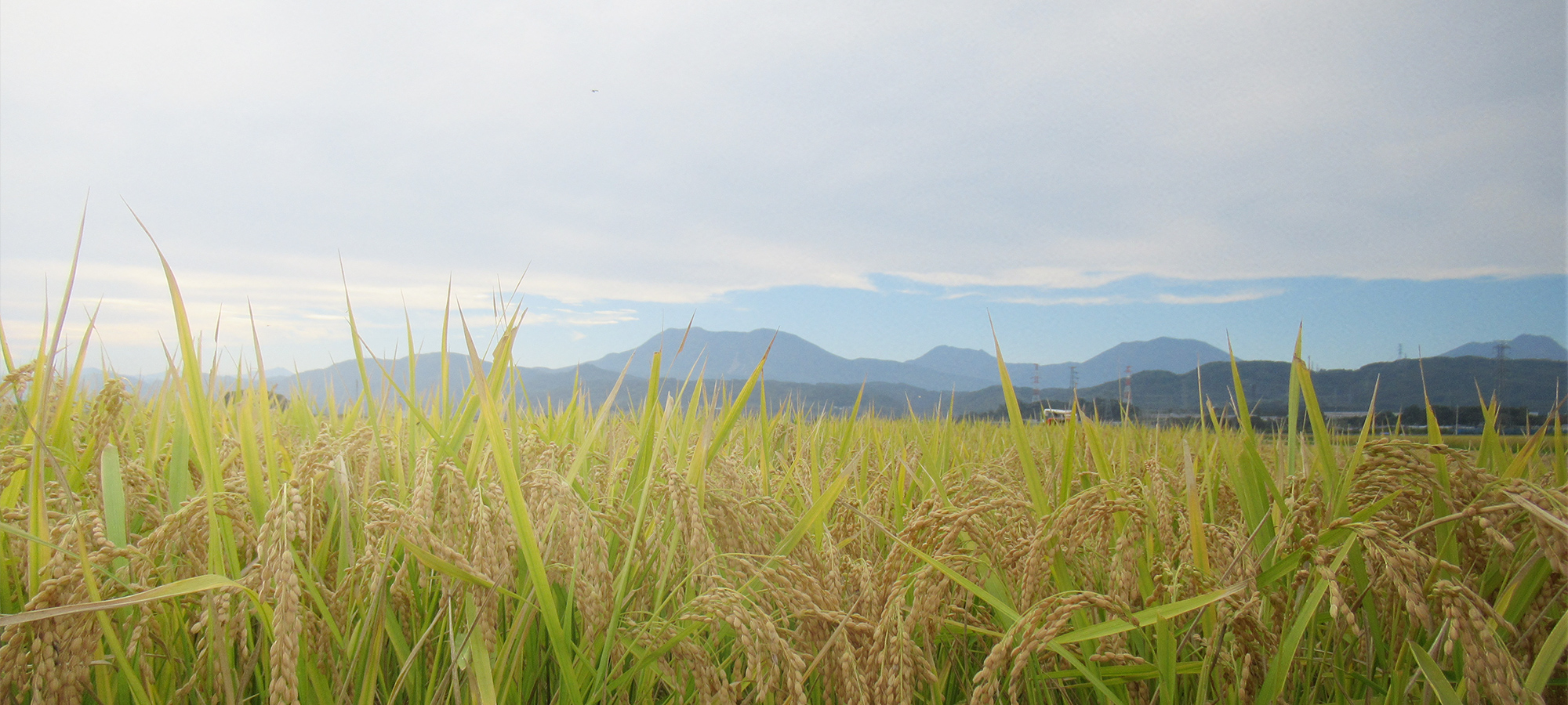 思わず笑顔になるようなお米を　”桜沢”の大自然の中で心を込めてお作りします